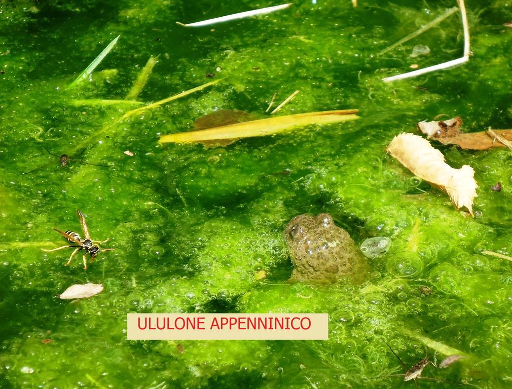 פלצואולו סול סניו Agriturismo I Monti Di Salecchio מראה חיצוני תמונה